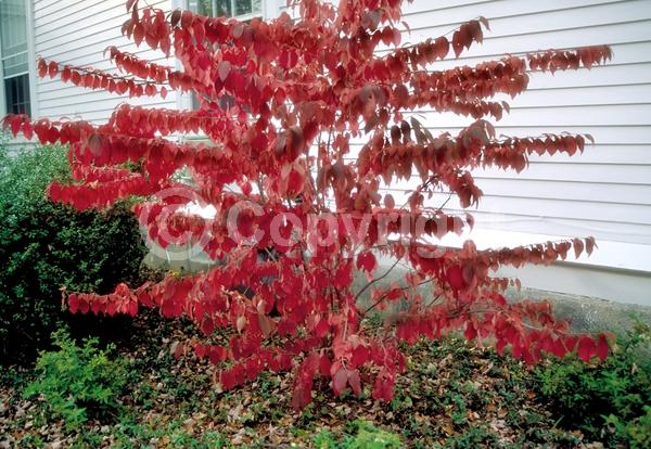 White blooms; Deciduous; Broadleaf