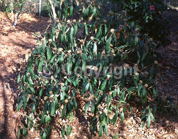 White blooms; Evergreen; Semi-evergreen; Broadleaf