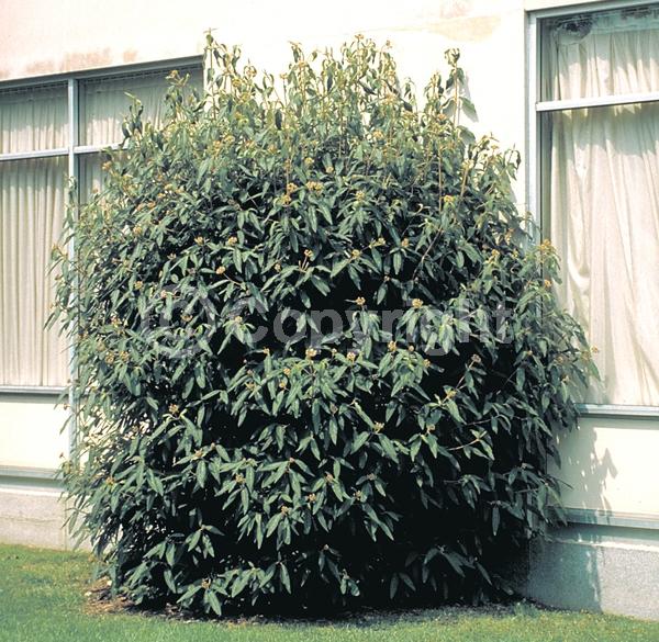 White blooms; Evergreen; Semi-evergreen; Broadleaf