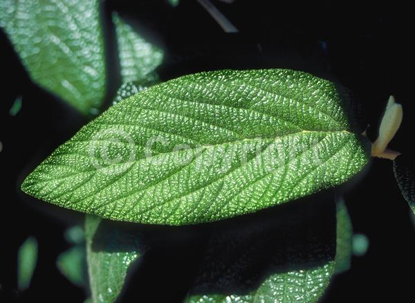 White blooms; Evergreen; Semi-evergreen; Broadleaf