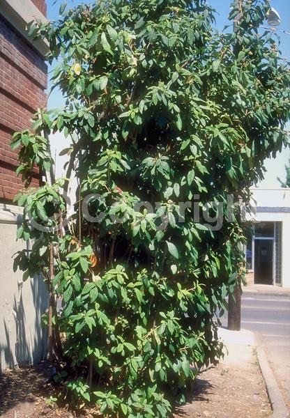 White blooms; Evergreen; Semi-evergreen; Broadleaf