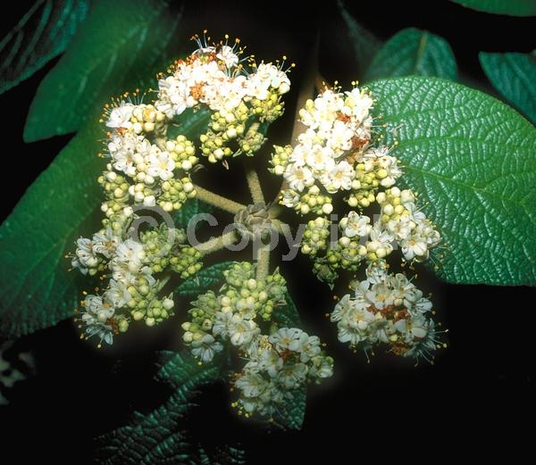 White blooms; Evergreen; Semi-evergreen; Broadleaf