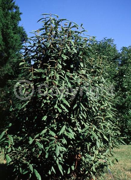 White blooms; Evergreen; Semi-evergreen; Broadleaf