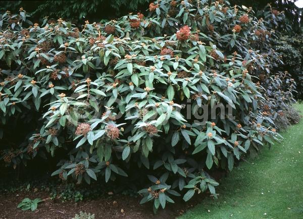 White blooms; Evergreen; Semi-evergreen; Broadleaf