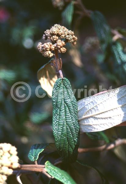 White blooms; Evergreen; Semi-evergreen; Broadleaf