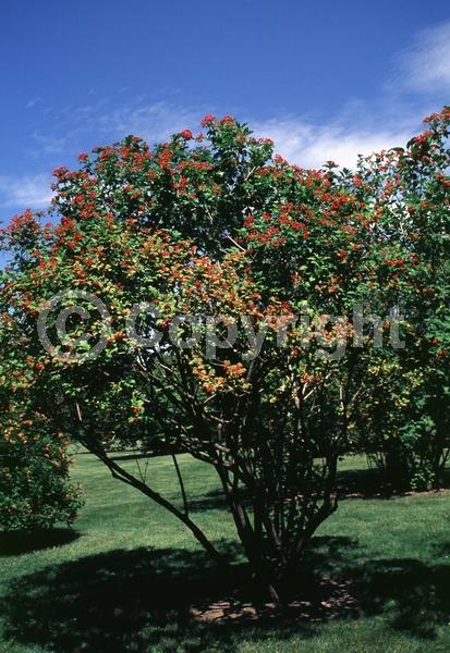 White blooms; Deciduous; Broadleaf