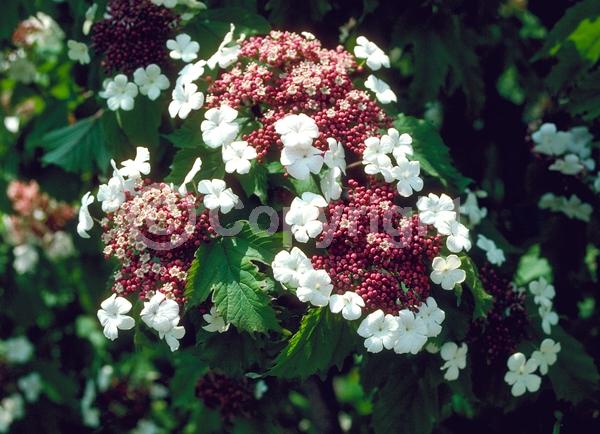 White blooms; Pink blooms; Deciduous; Broadleaf