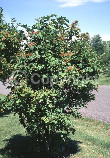 White blooms; Pink blooms; Deciduous; Broadleaf