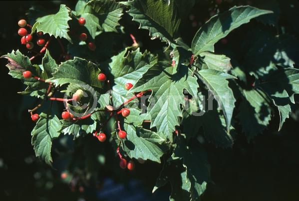 White blooms; Pink blooms; Deciduous; Broadleaf