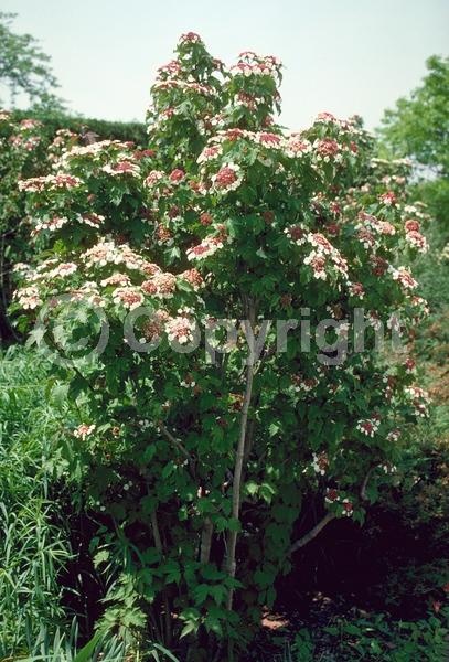 White blooms; Pink blooms; Deciduous; Broadleaf