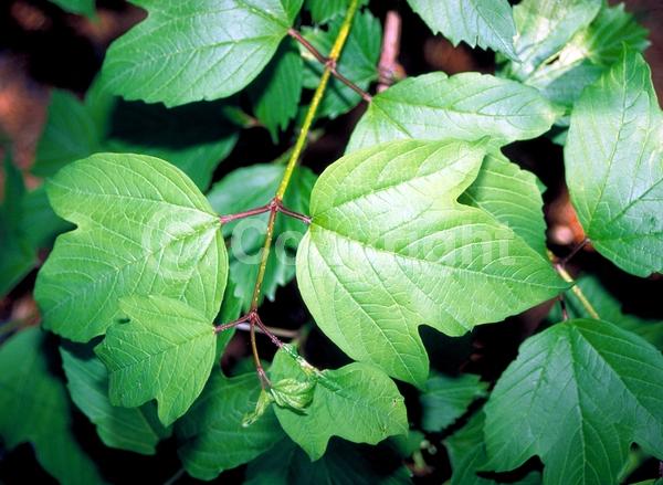 White blooms; Deciduous; Broadleaf
