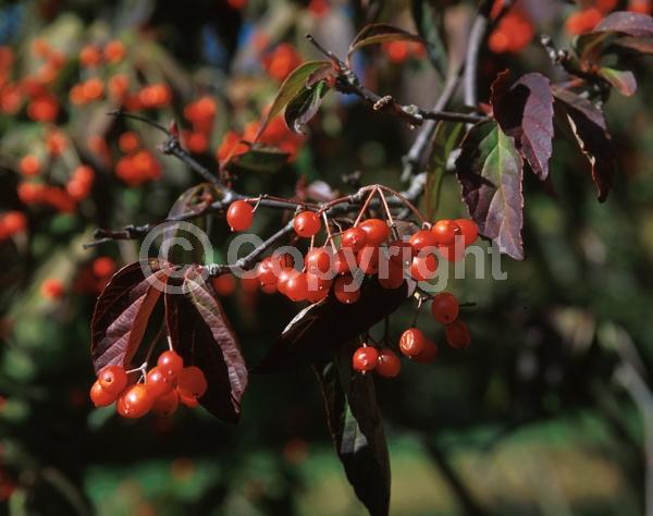White blooms; Deciduous; Broadleaf