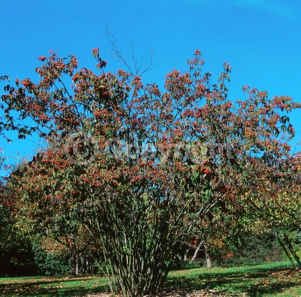 White blooms; Deciduous; Broadleaf