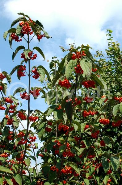 White blooms; Deciduous; Broadleaf