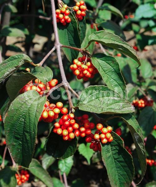 White blooms; Deciduous; Broadleaf