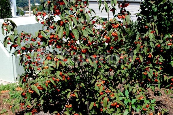 White blooms; Deciduous; Broadleaf