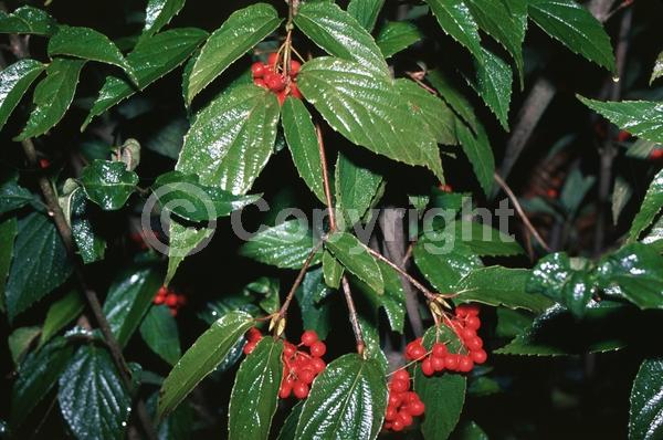 White blooms; Deciduous; Broadleaf