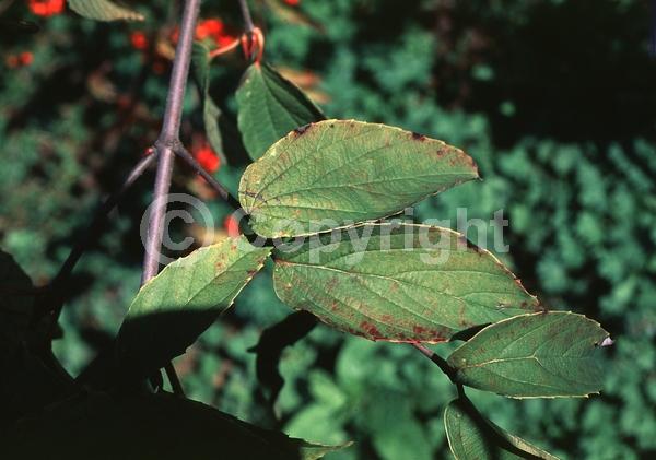 White blooms; Deciduous; Broadleaf