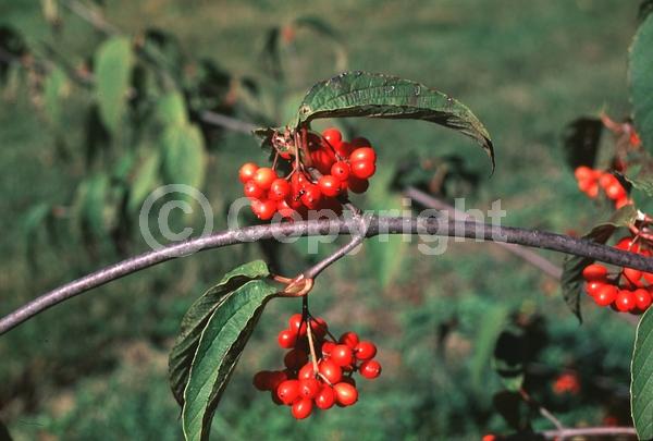 White blooms; Deciduous; Broadleaf