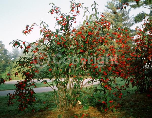 White blooms; Deciduous; Broadleaf