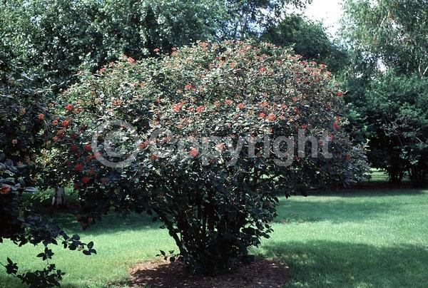 White blooms; Deciduous; Broadleaf