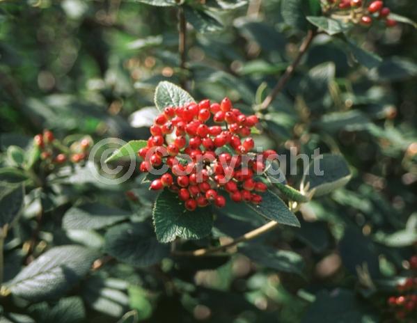 White blooms; Deciduous; Broadleaf