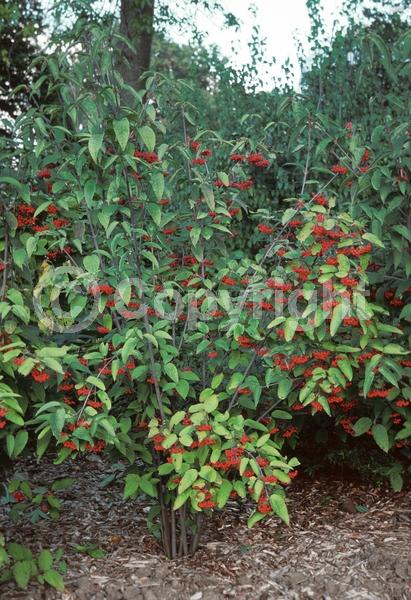 White blooms; Deciduous; Broadleaf