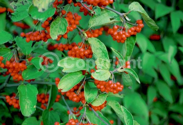 White blooms; Deciduous; Broadleaf