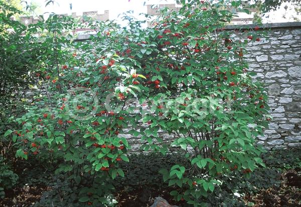 White blooms; Deciduous; Broadleaf