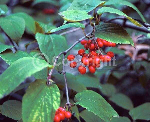 White blooms; Deciduous; Broadleaf
