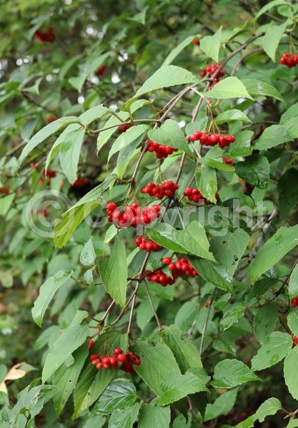 White blooms; Deciduous; Broadleaf