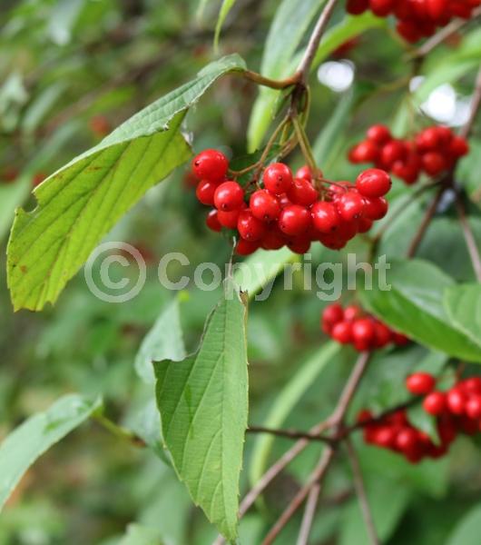 White blooms; Deciduous; Broadleaf