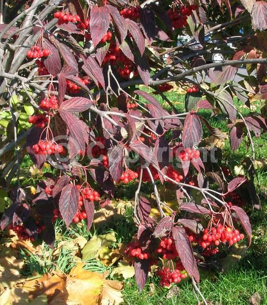 White blooms; Deciduous; Broadleaf