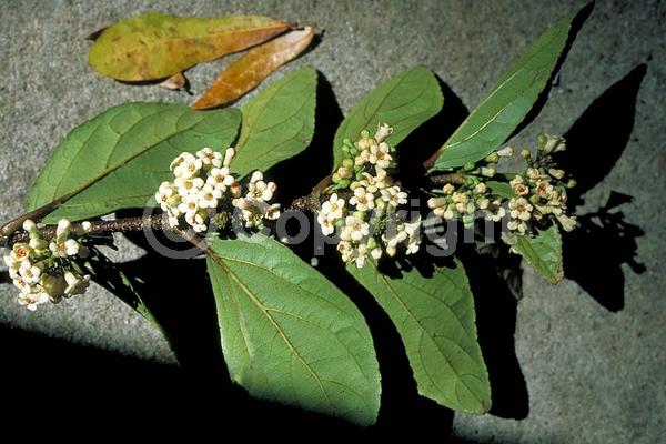 White blooms; Evergreen; Needles or needle-like leaf