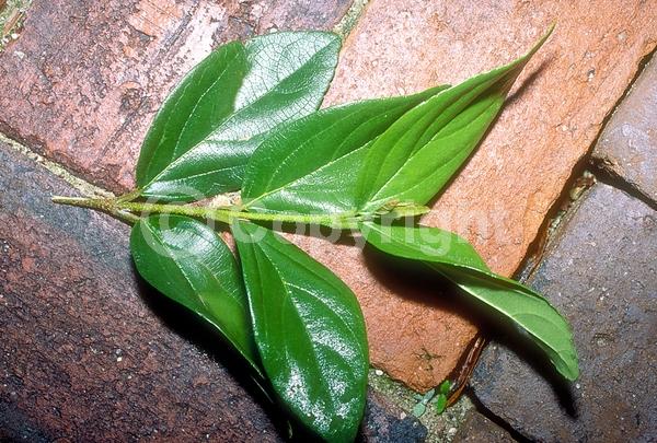 White blooms; Evergreen; Needles or needle-like leaf