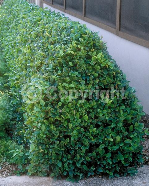 White blooms; Evergreen; Needles or needle-like leaf
