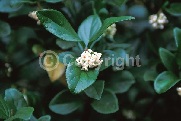 White blooms; Evergreen; Needles or needle-like leaf