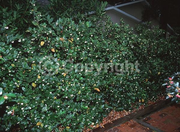 White blooms; Evergreen; Needles or needle-like leaf