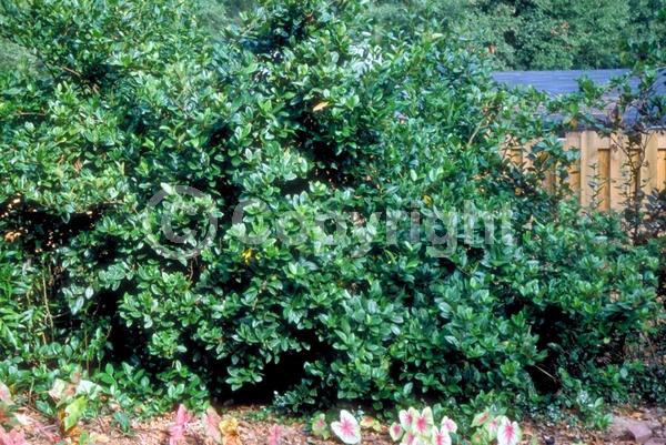White blooms; Evergreen; Needles or needle-like leaf