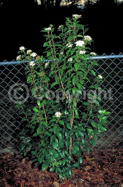 White blooms; Pink blooms; Evergreen; Needles or needle-like leaf