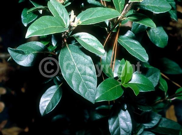 White blooms; Pink blooms; Evergreen; Needles or needle-like leaf