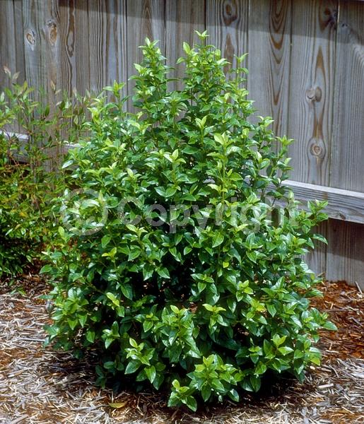 White blooms; Pink blooms; Evergreen; Needles or needle-like leaf