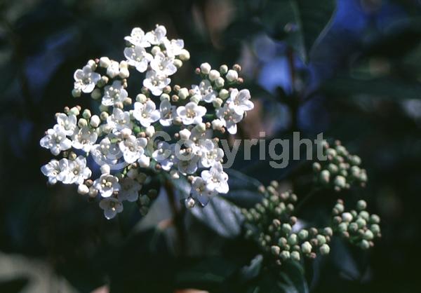 White blooms; Pink blooms; Evergreen; Needles or needle-like leaf