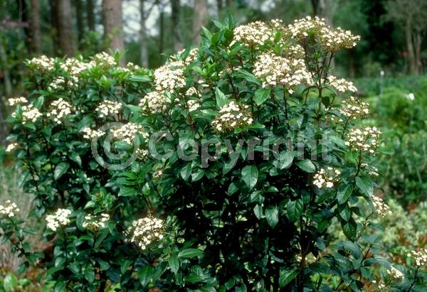 White blooms; Pink blooms; Evergreen; Needles or needle-like leaf
