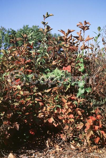 White blooms; Deciduous; Broadleaf