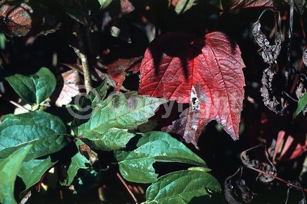 White blooms; Deciduous; Broadleaf