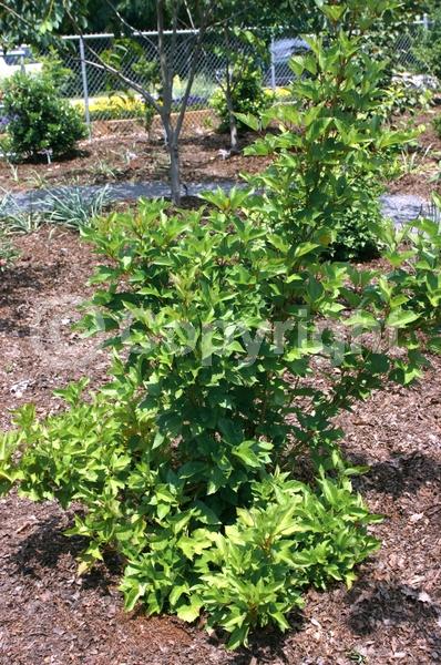 White blooms; Deciduous; Broadleaf