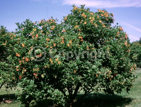 White blooms; Deciduous; Broadleaf