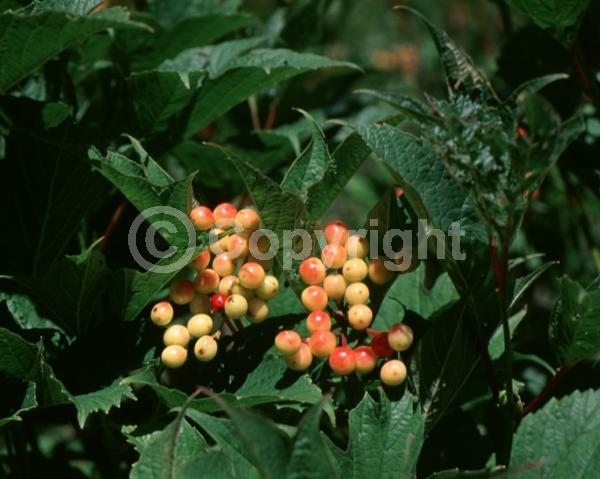 White blooms; Deciduous; Broadleaf
