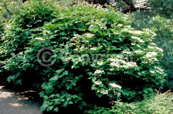 White blooms; Deciduous; Broadleaf